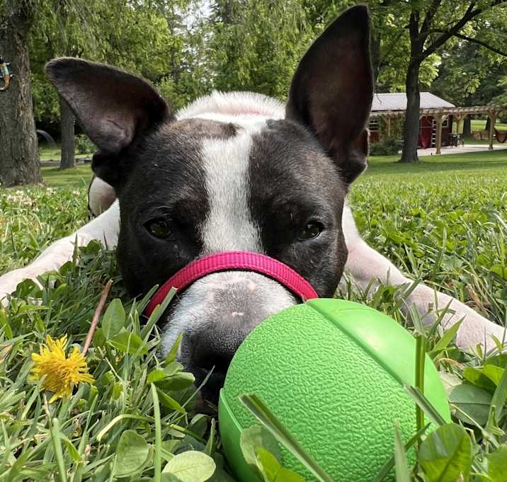 Photo of Gracie