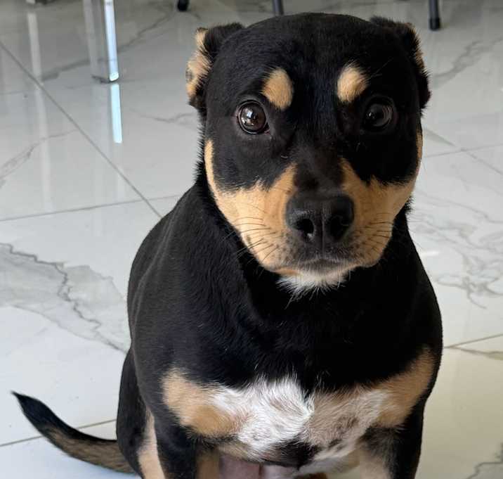 Photo of brody