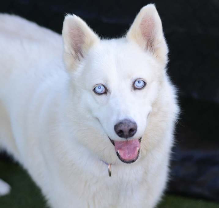 Photo of Akira