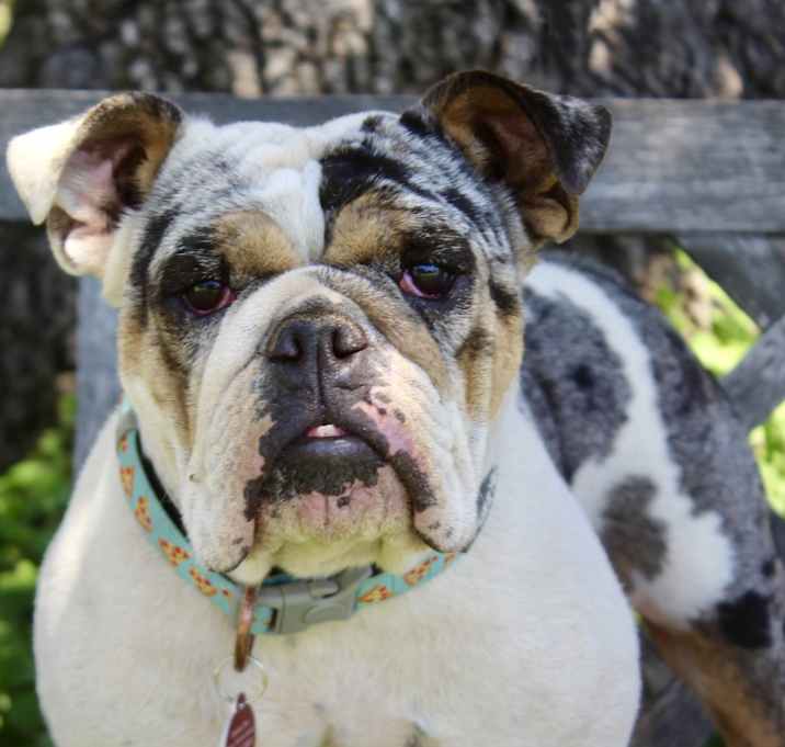 Photo of Georgia - 33 lbs - Dapple!