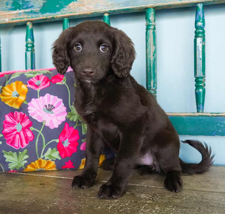 Photo of Brownie