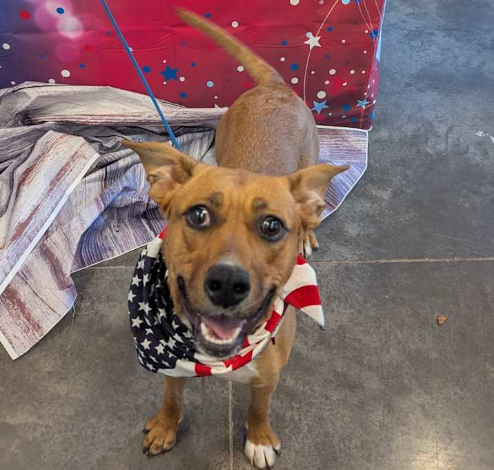 Photo of Brandy