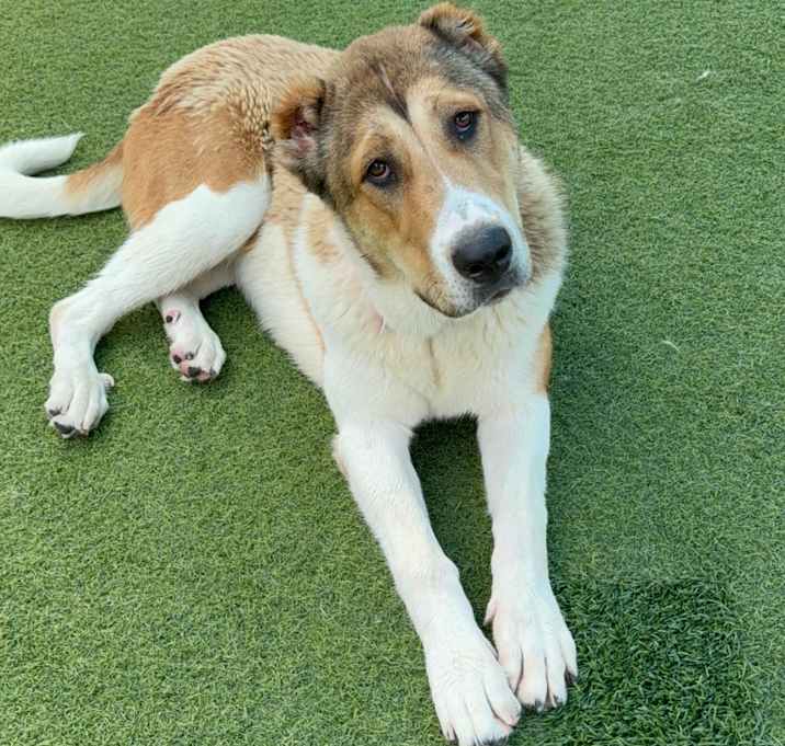 Photo of Ruby A5701982