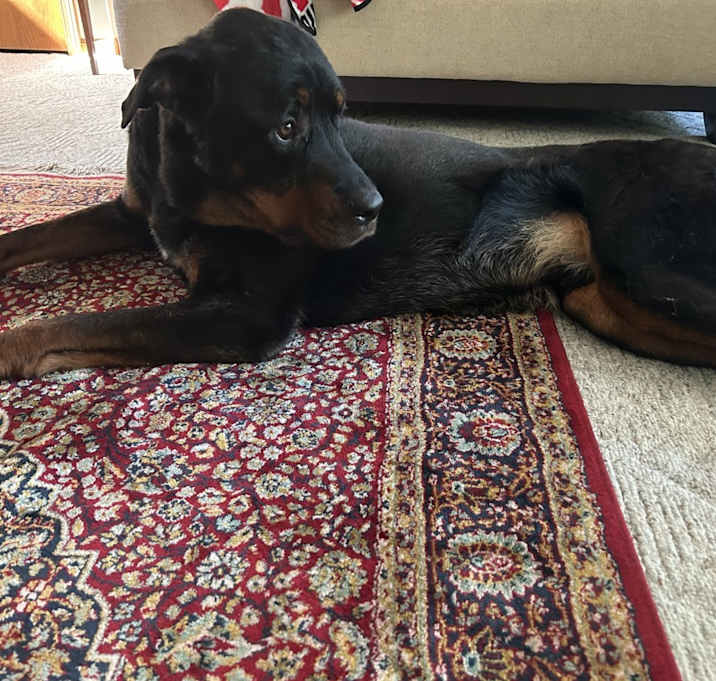 Photo of Rocky