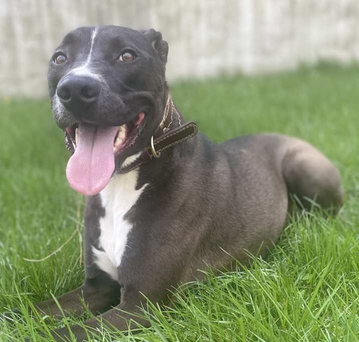 Photo of Shadow