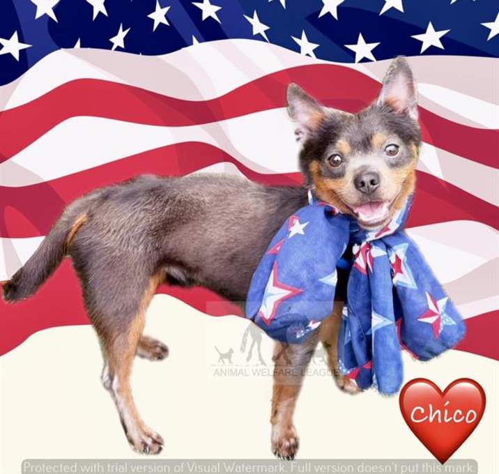 Photo of CHICO