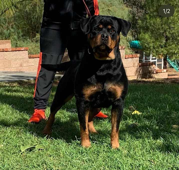 Photo of Shadow