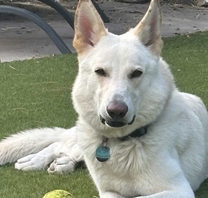 Photo of Bear