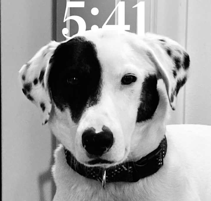 Photo of Oreo
