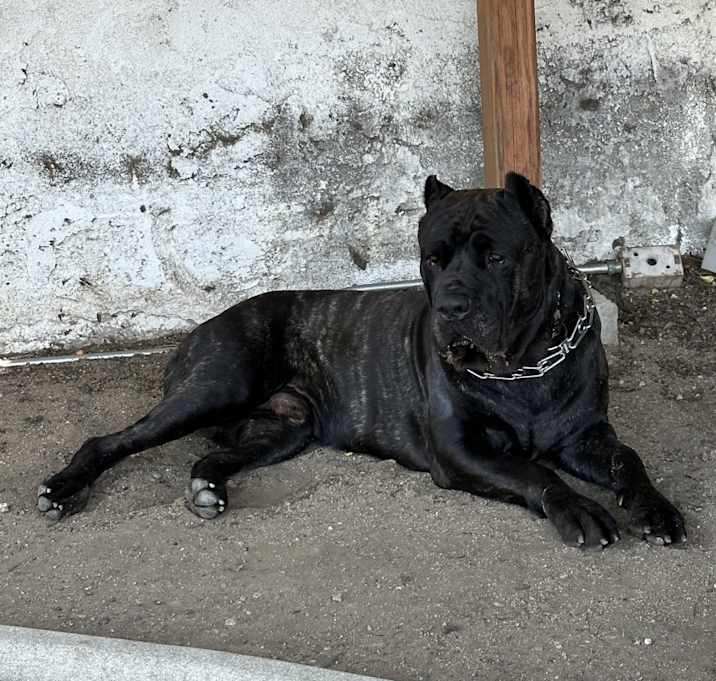 Photo of Harlem