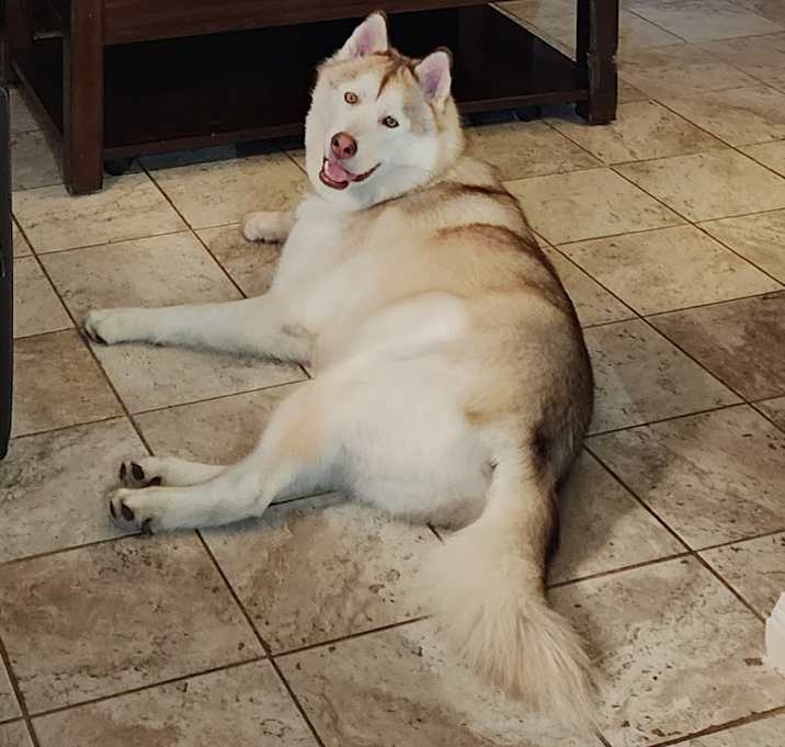 Photo of Chico