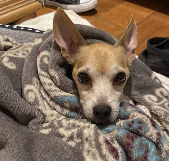 Photo of Milo