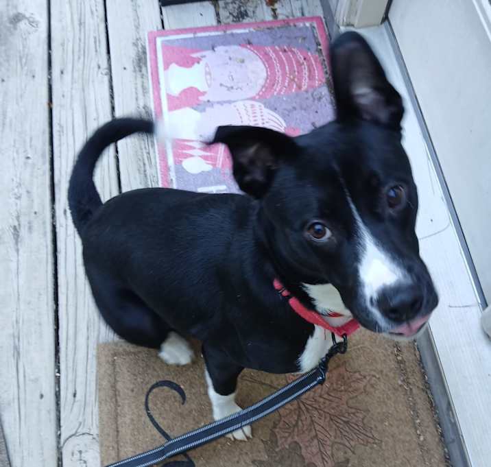 Photo of Blitzen