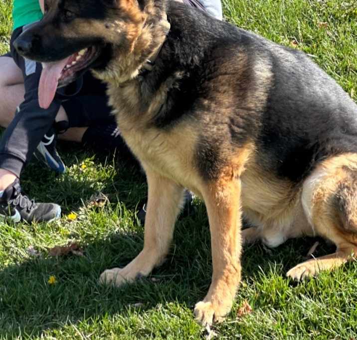 Photo of Shadow
