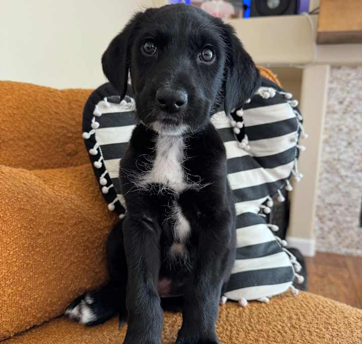 Simon Photo #1