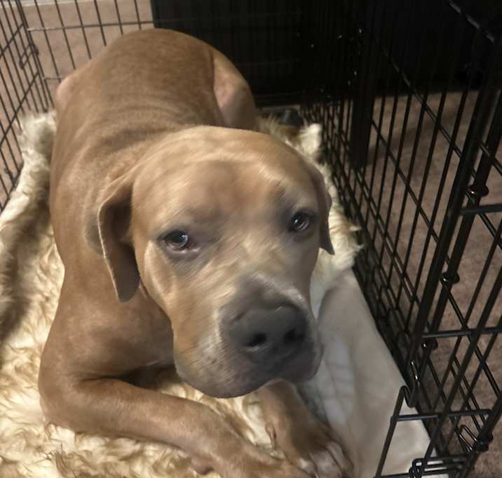 Photo of Simba
