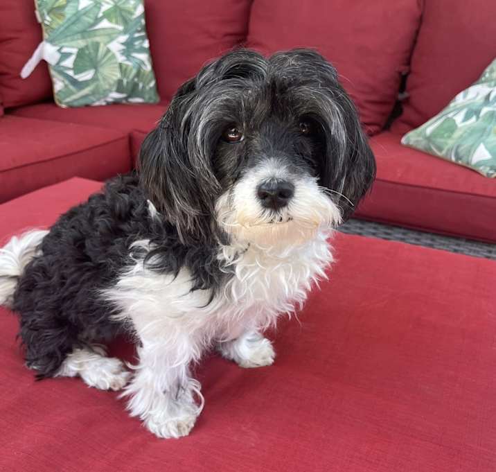 Photo of Juju