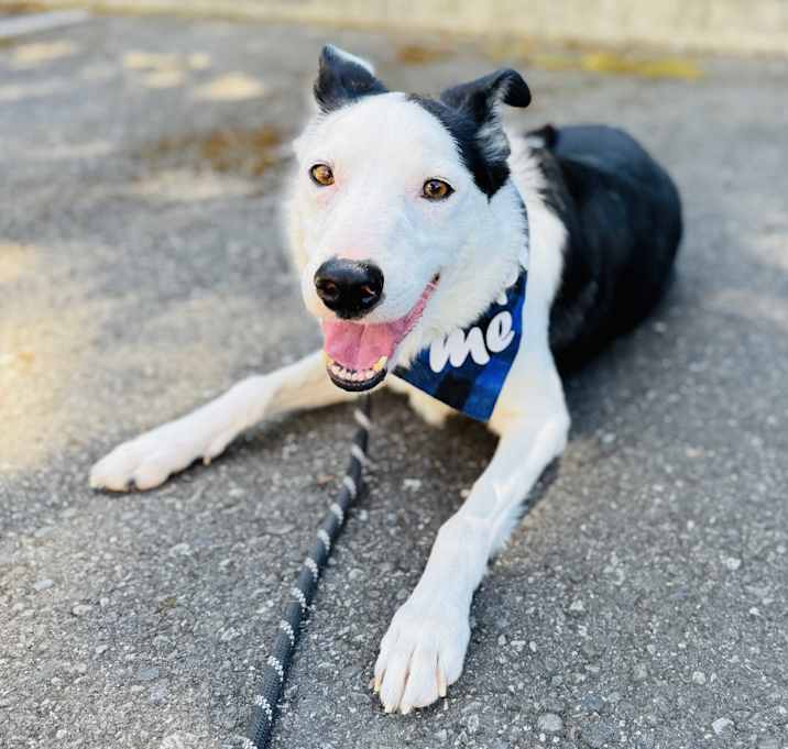 Photo of Domino