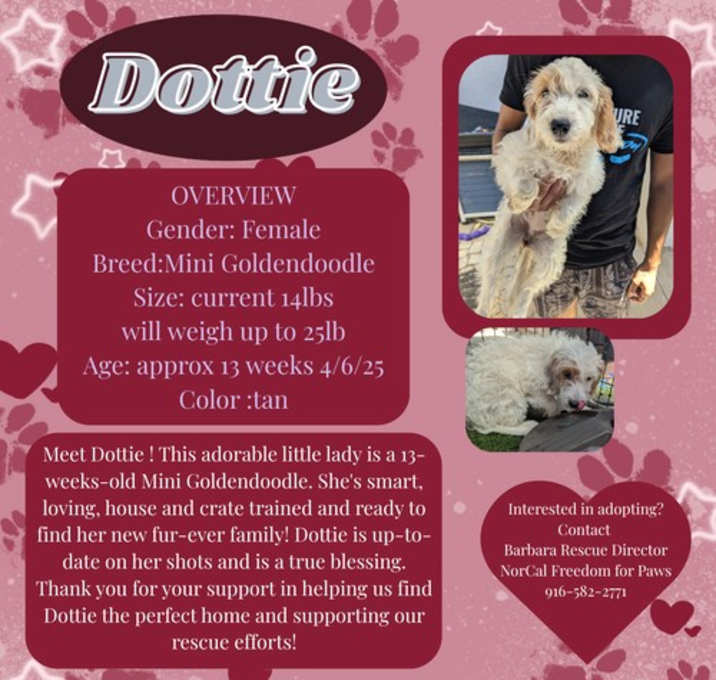 Photo of Dottie