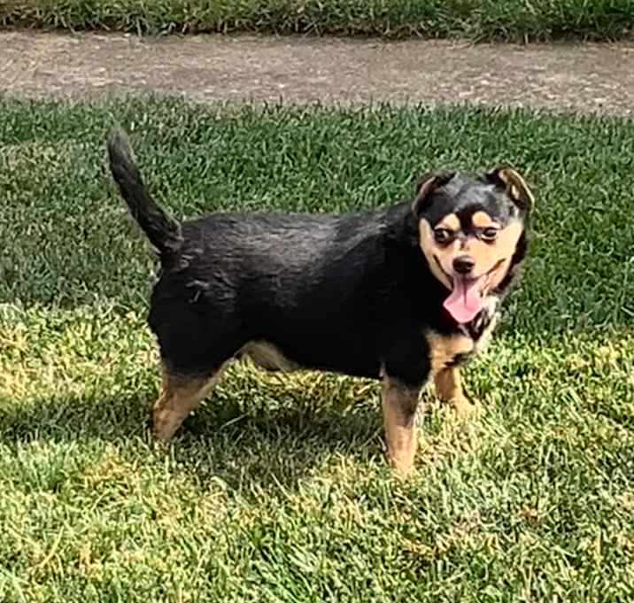 Photo of Milo