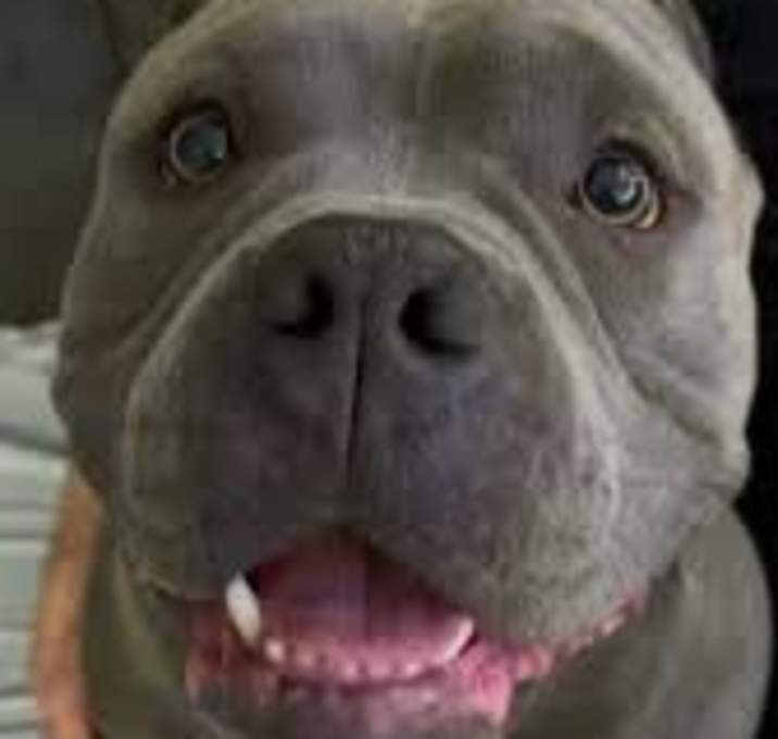 Photo of Blue