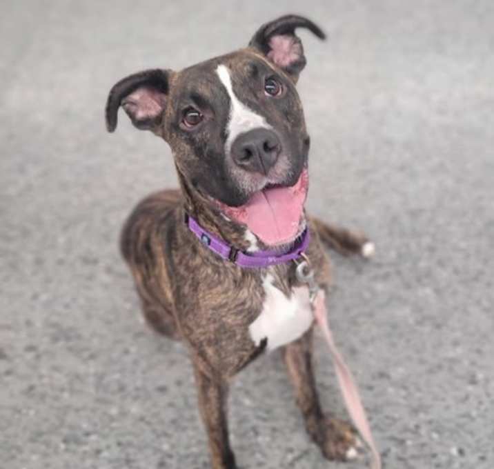 Photo of Scooby