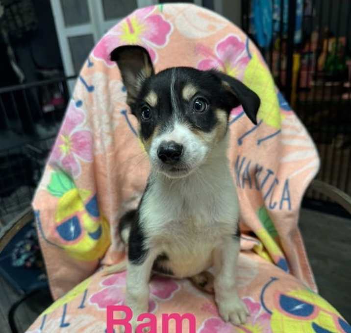 Photo of Ram