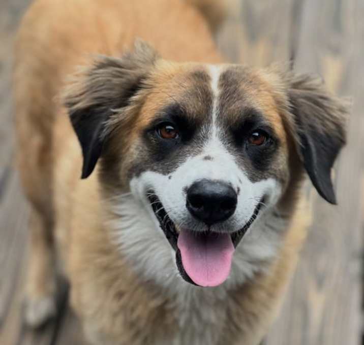 Photo of Alphie