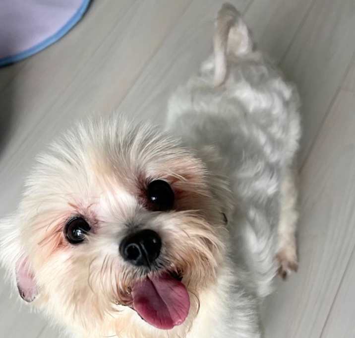 Photo of Lulu (HDS)