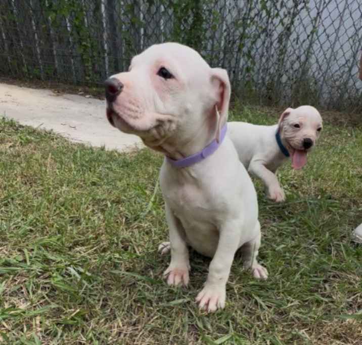 Photo of Lila 9794