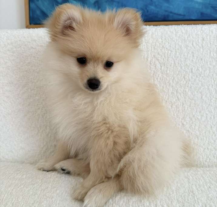 Photo of wolfy