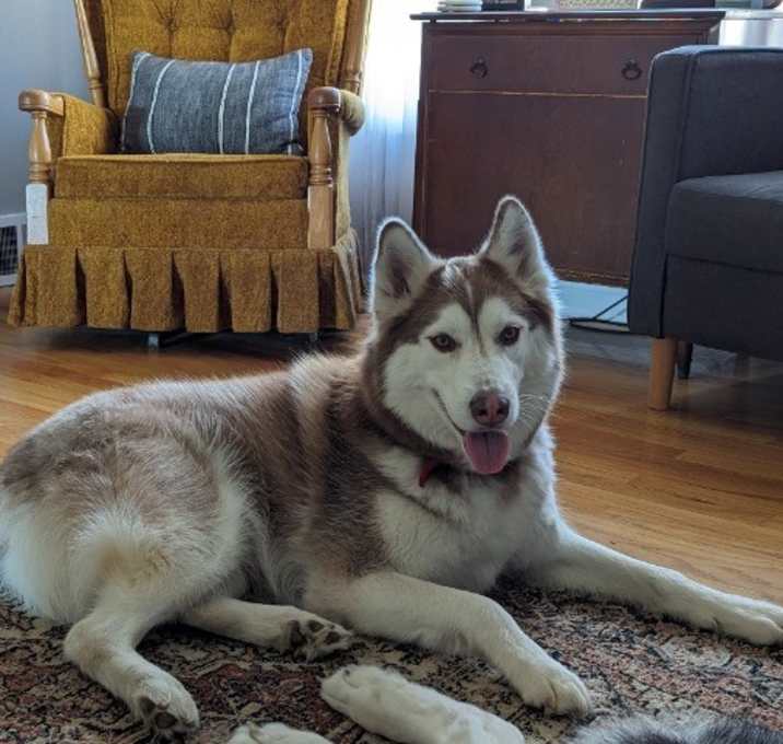 Photo of Arlo