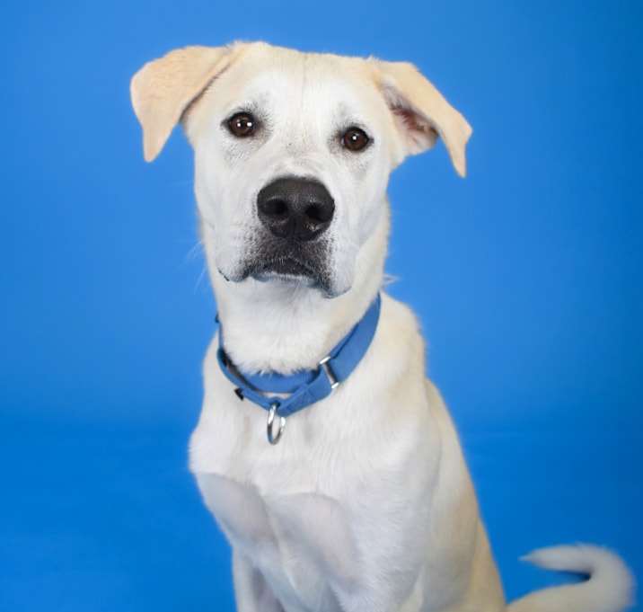 Photo of Polo