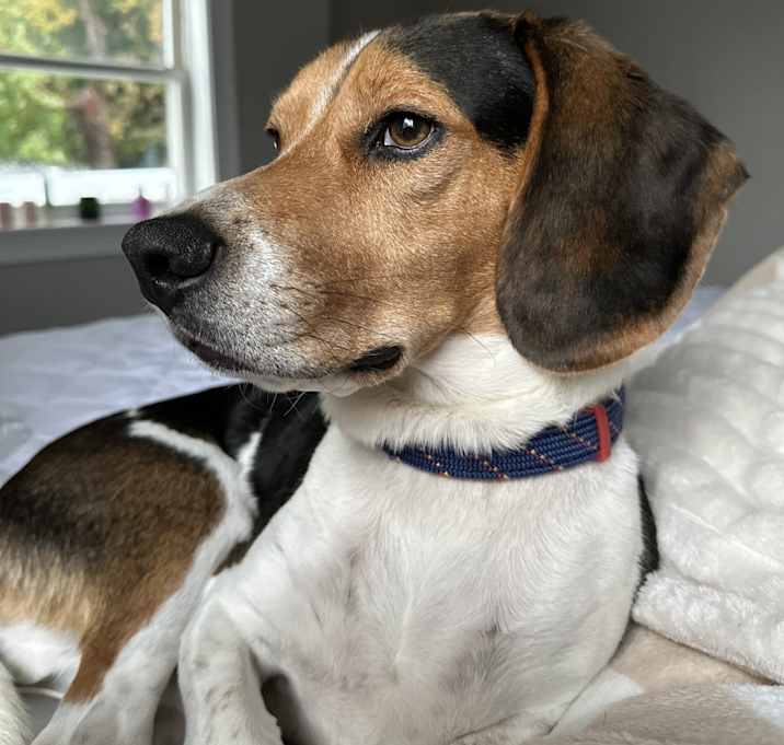 Photo of Ollie