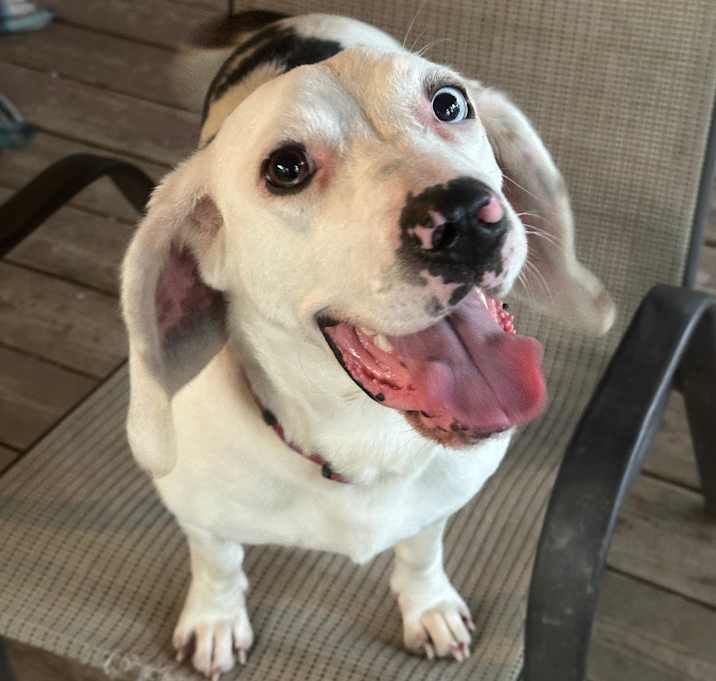 Photo of Bluebelle