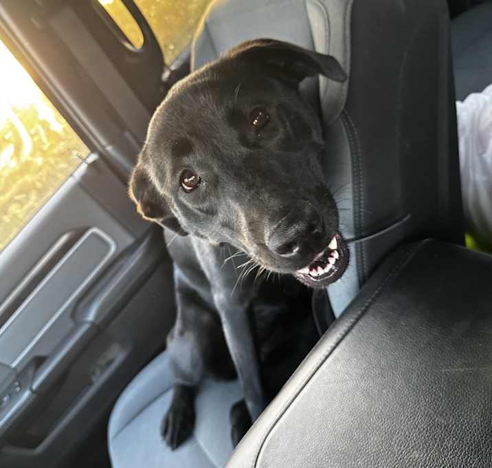 Photo of Bailey