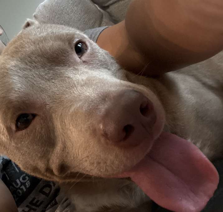 Photo of Buddy