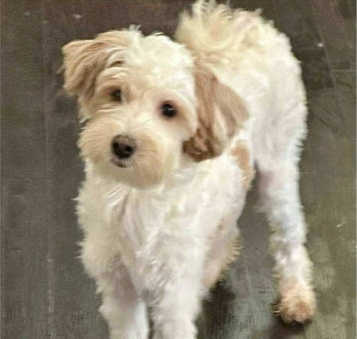 Photo of Biscuit