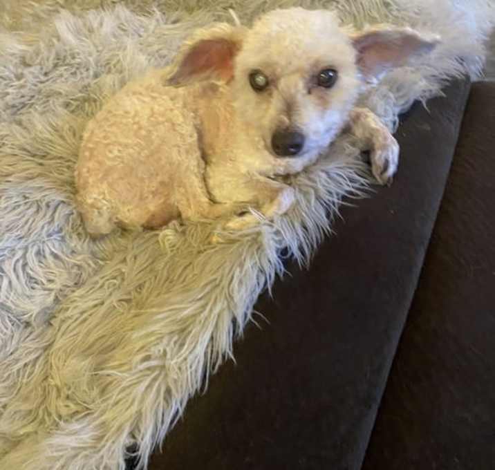 Photo of Bandit