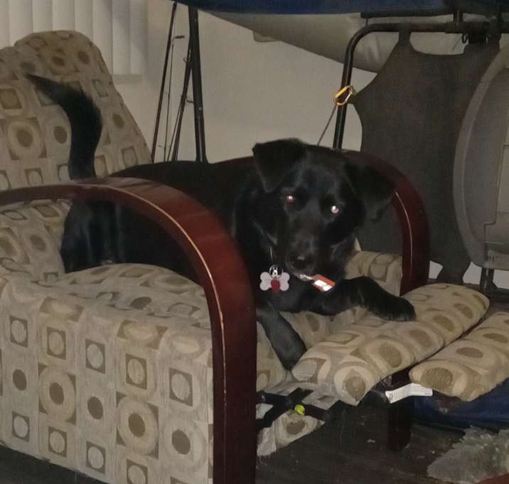 Photo of Obsidian(obie)