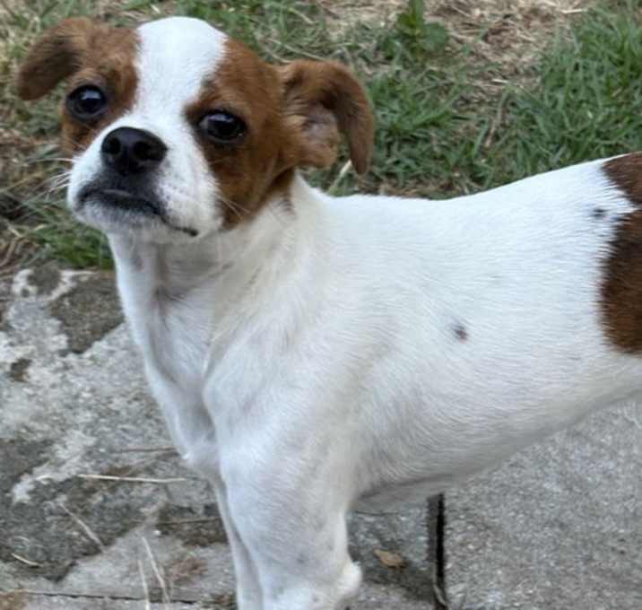 Photo of Bojangles