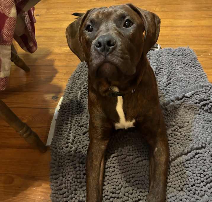 Photo of Shadow
