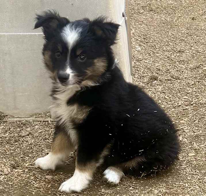 Photo of Rascal