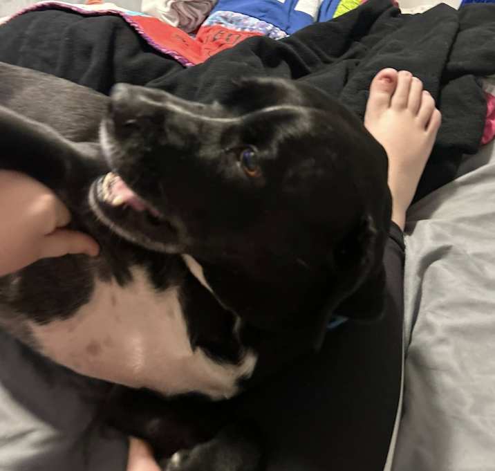Photo of Dozer