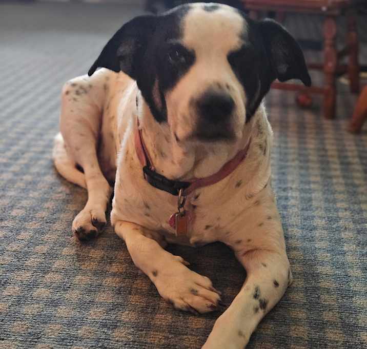 Photo of Honey