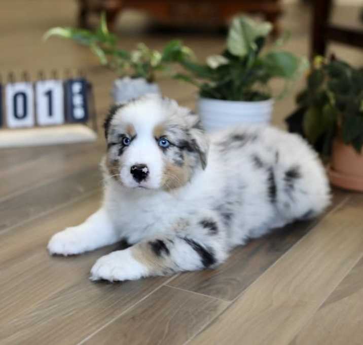 Photo of Rocky