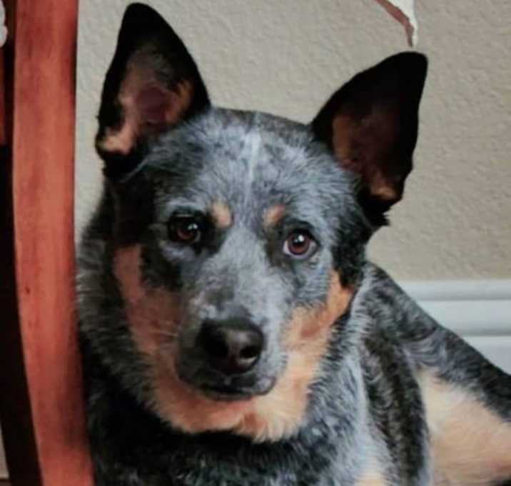 Photo of Heera