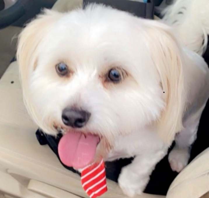 Photo of Rocky