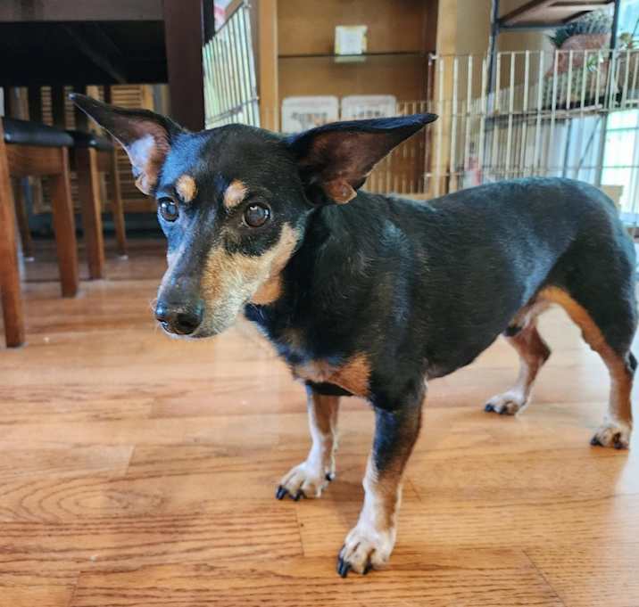 Photo of Dodger