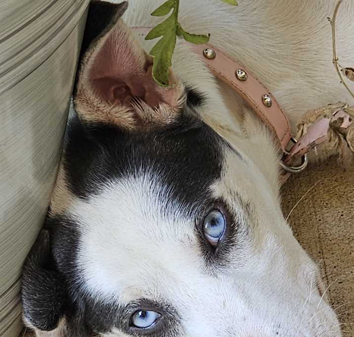 Photo of Stormee